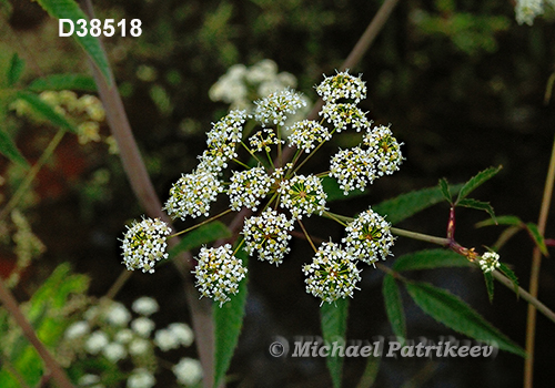 Spotted Water-hemlock (Cicuta maculata)